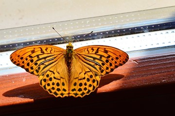 Yellow butterfly with black dots Silver Washed Fritillary, latin name Argynnis Paphia, sitting on wooden window frame