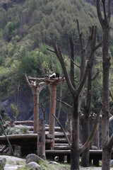 Panda Cubs on the High Trees , Wolong Giant Panda Nature Reserve, Shenshuping, China