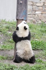 Little Panda Cub is Trying  to Climb up the Tree, Wolong Giant Panda Nature Reserve, Shenshuping, China