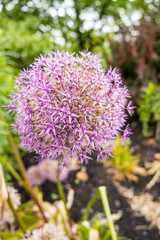 Fototapeta premium single pink Allium flower in the garden