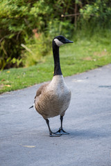 one Canada goose walking on the sidewalk near the park