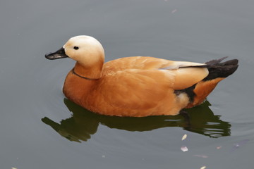 Golden Duck Ruddy Shelduck, A Golden Light Brown Duck with Black Beak and Black Tail