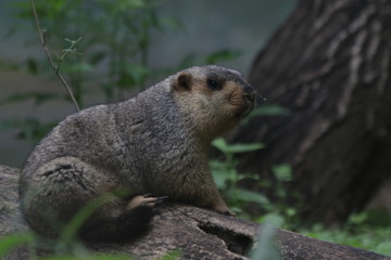 TARBAGAN MAMOT  (Marmota sibirica), found in China (Inner Mongolia and Heilongjiang), northern and western Mongolia, and Russia (southwest Siberia, Tuva, Transbaikalia)