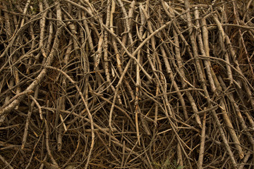 wood cutting tree branches