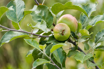 two green fruits on the tip of a branch.