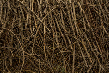 wood cutting tree branches