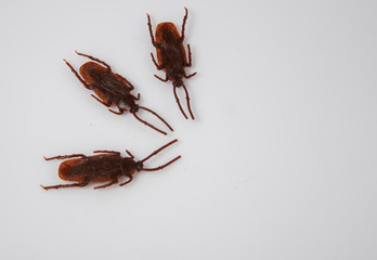 A cockroach on white background.