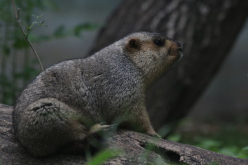 TARBAGAN MAMOT  (Marmota sibirica), found in China (Inner Mongolia and Heilongjiang), northern and western Mongolia, and Russia (southwest Siberia, Tuva, Transbaikalia)