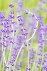 bright purple lavender flower field background with vertical orientation 