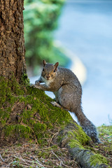 cute brown squirrel under the tree in the shade looking at you.