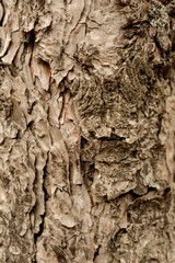 tree skin texture