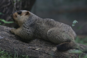 Close up TARBAGAN MAMOT  (Marmota sibirica), found in China (Inner Mongolia and Heilongjiang), northern and western Mongolia, and Russia (southwest Siberia, Tuva, Transbaikalia)