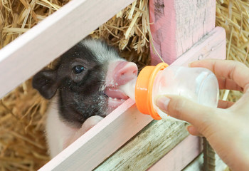 Hand holding a milk bottle feeding miniature pigs - Juliana © weerapat1003