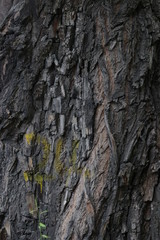 Tree Bark for Nature Background