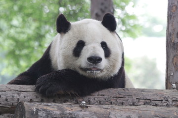 Obraz premium Sleeping Panda in The Afternoon, Beijing, China