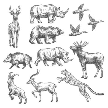 Animal sketch design of wild bird and mammal