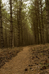 forest path