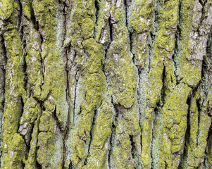 Cortex or rind or bark of old oak tree. Concept of wooden texture