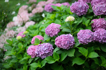 紫色のあじさいの花	