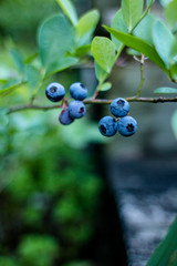 Ripe blueberries on the bush