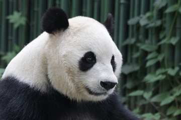 Fototapeta premium Close-up Giant Panda Happy Face, Beijing, China