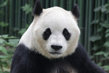 Close-up Giant Panda Happy Face, Beijing, China © foreverhappy