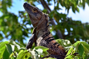 Iguana
