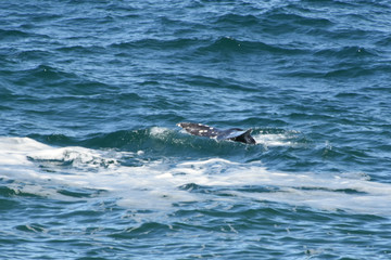 Fototapeta premium Diving Gray Whale off Pacific Coast of Oregon