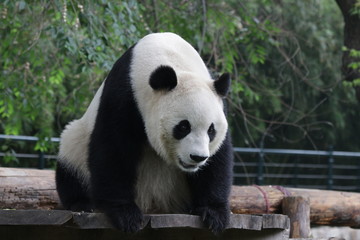 Close up Male Panda in Beijing, China