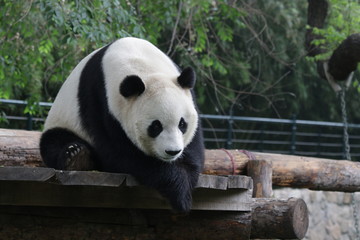 Obraz na płótnie Canvas Close up Male Panda in Beijing, China
