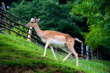 Fallow deer, Dama dama, closeup on deer farm in Olimje, Slovenia