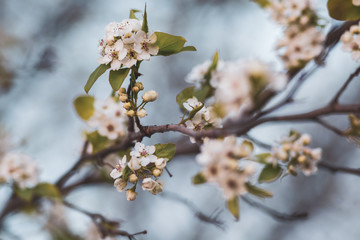 Fototapeta premium Blossom 4