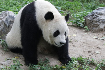 Obraz premium Close up Male Panda in Beijing, China