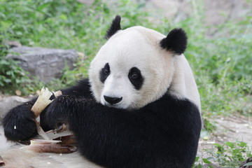 Obraz na płótnie Canvas Close up Giant Panda , Beijing , China