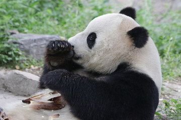 Fototapeta premium Close up Male Panda in Beijing, China