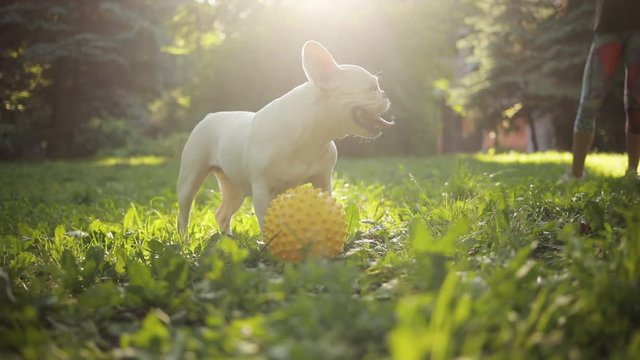 Close up funny white French bulldog enjoys stand in field look around sunset playing with a yellow ball dog happiness pet animal beautiful face outdoors portrait attractive canine cute slow motion