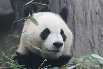Obraz premium Close up Panda's Face , Wolong Giant Panda Nature Reserve, Shenshuping, China