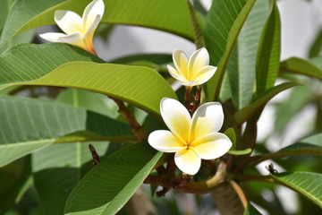 blooming plumeria