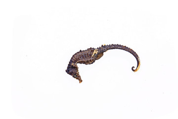 Chinese herbal medicine hippocampal