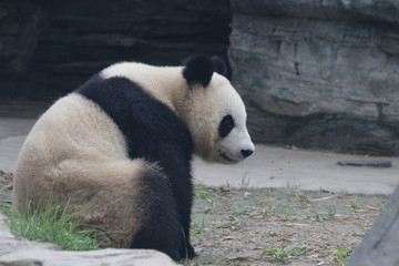 Fototapeta premium Close up Giant Panda on the Yard, Beijing Zoo, China