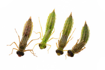 Dragonfly larvae, and on a white background