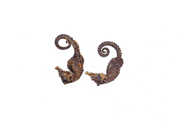 Naklejka premium Chinese herbal medicine hippocampal