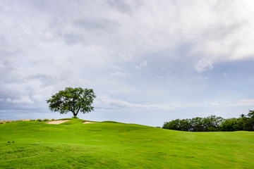 Fototapeta na wymiar Scenic view on the golf course fairway, sand traps, and a single green tree against a blue sky with white clouds 