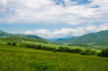 Green valley high on the mountains with the view to clear sky with blooming flowers. Green hills in mountain valley and cloudy sky. Summer landscape, Altai Mountains. Rolling green hills of Altai