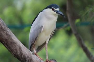 Blue bird on tree