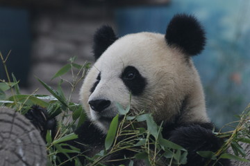 Playful Giant Panda name Dian Dian, Beijing, China