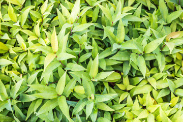 Fototapeta premium Green hedge or Green Leaves Wall.