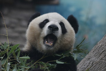 Playful Giant Panda name Dian Dian, Beijing, China