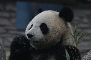 Fototapeta premium Playful Giant Panda name Dian Dian, Beijing, China