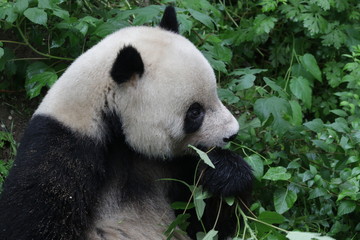 Obraz premium Giant Panda in Beijing Zoo, China